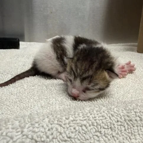 A baby small-sized male Brown / Chocolate Domestic Short Hair cat named Jagger for adoption in Providence, RI