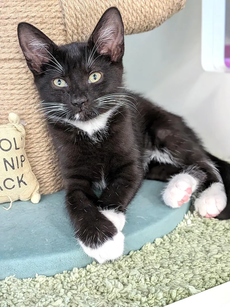 A baby medium-sized female Black & White / Tuxedo Domestic Short Hair cat named Cookie for adoption in Lake Monroe, FL