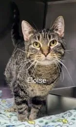 An adult medium-sized female Brown / Chocolate Domestic Short Hair cat named Eloise for adoption in Moline, IL