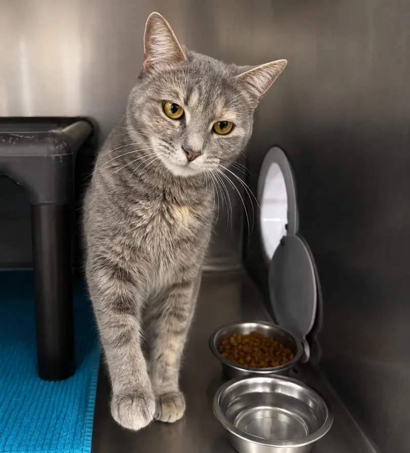 A young medium-sized female Domestic Short Hair cat named Dee for adoption in Fort Lupton, CO