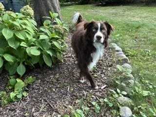 Arlo