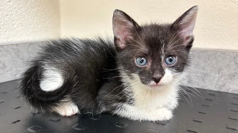 A baby medium-sized female Domestic Short Hair cat named Lilo for adoption in Greeneville, TN