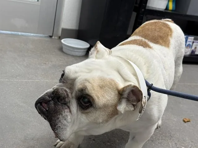 A senior medium-sized male American Bulldog dog named Dozer for adoption in Mesa, AZ
