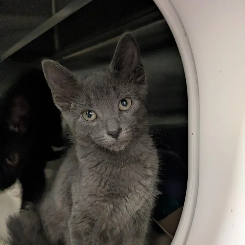 A baby small-sized female Gray / Blue / Silver Domestic Short Hair cat named Toadette for adoption in South Burlington, VT