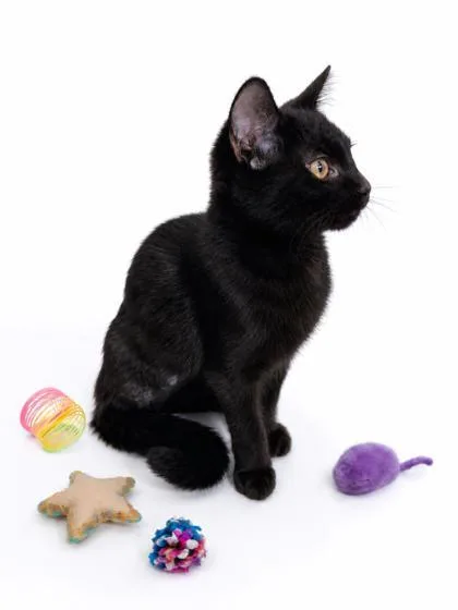 A young small-sized female Domestic Short Hair cat named Poppy for adoption in Cumming, GA