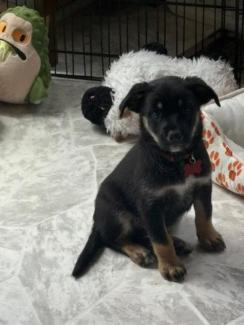 A baby large-sized female Australian Shepherd dog named Dairy Queen for adoption in Newport, KY