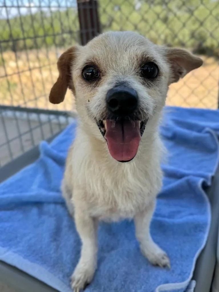 A young small-sized male Wirehaired Terrier dog named Charlie for adoption in Canyon Lake, TX