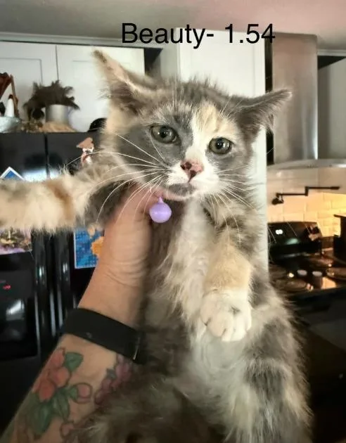 A baby medium-sized female Domestic Short Hair cat named Beauty for adoption in Johnson City, TN