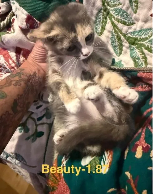 Beauty thumbnail 2