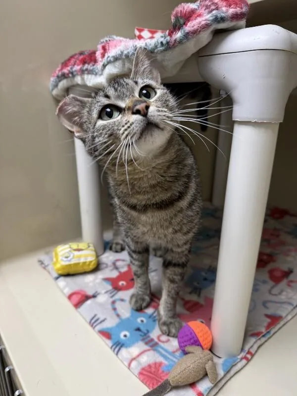 An adult medium-sized female Tabby (Brown / Chocolate) Domestic Short Hair cat named Tabeetha for adoption in Arlington, WA