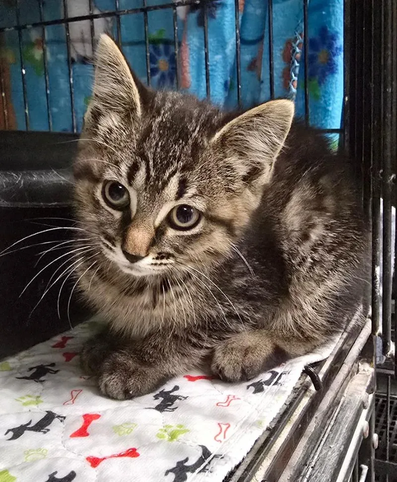 A baby medium-sized female Domestic Short Hair cat named Ramona for adoption in Auburn, IN