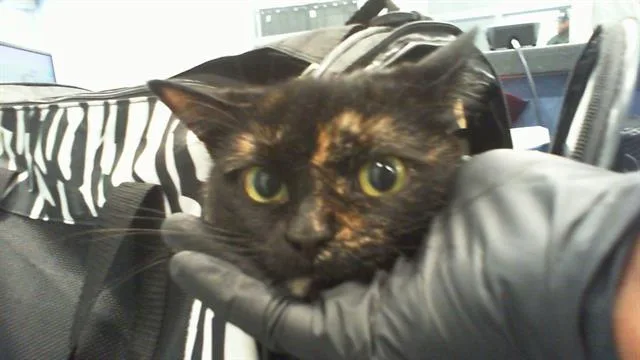 An adult large-sized female Domestic Short Hair cat named Mari for adoption in Charlotte, NC