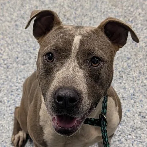 An adult medium-sized female Gray / Blue / Silver American Staffordshire Terrier dog named Milkshake for adoption in Greenville, SC