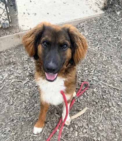 A young medium-sized male Mixed Breed dog named Milo for adoption in Atlanta, GA