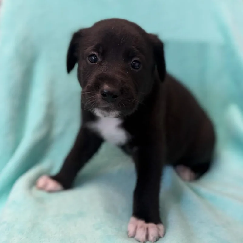 A baby medium-sized female Black Labrador Retriever dog named Nakoma for adoption in St. Peters, MO
