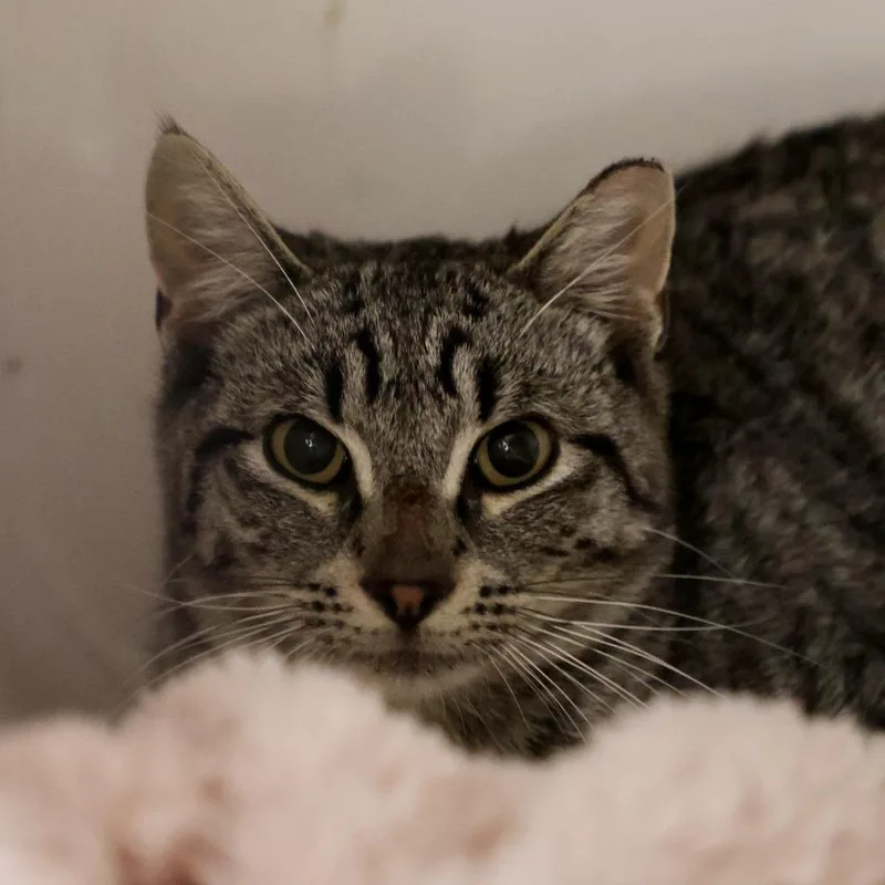 A young large-sized male Gray / Blue / Silver Domestic Short Hair cat named Jumper for adoption in Briarcliff Manor, NY