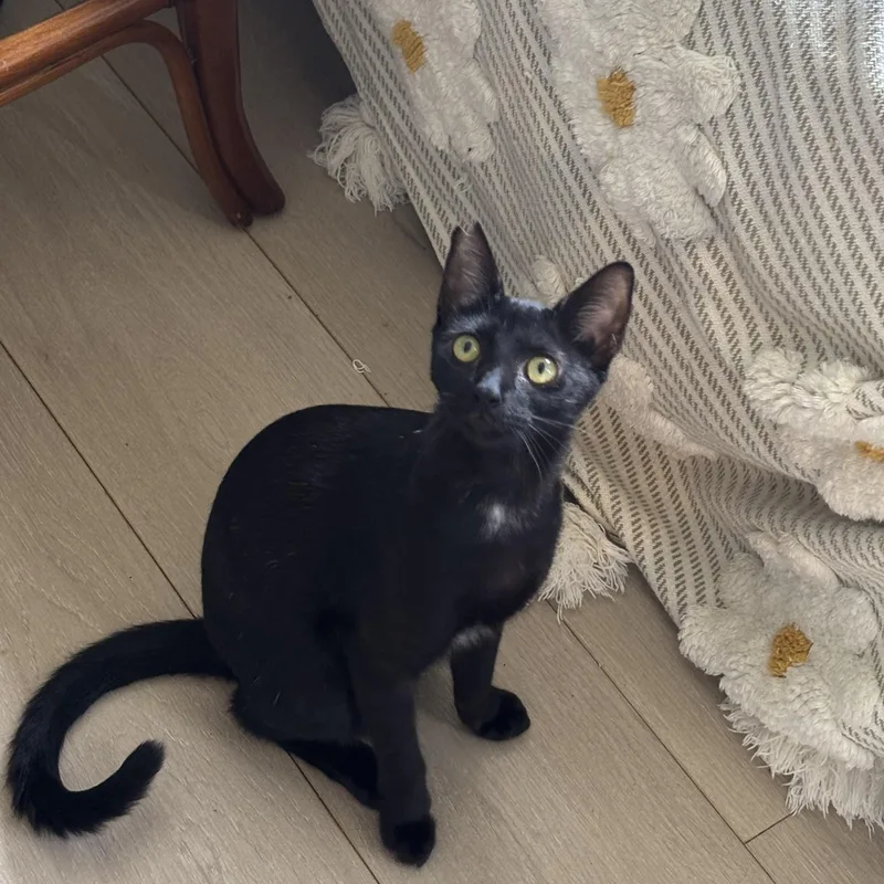 Nightfury thumbnail 2