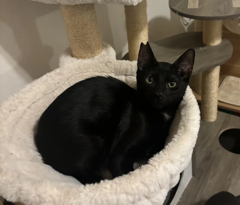 Nightfury thumbnail 4