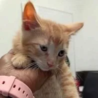 A baby small-sized male Orange / Red Domestic Short Hair cat named Dr. Santos for adoption in New York, NY