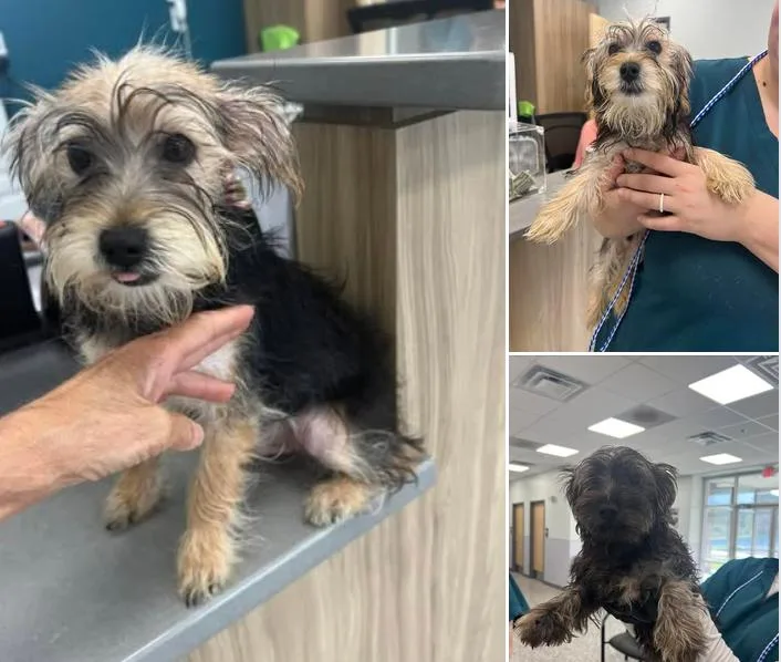 A baby small-sized male Yorkshire Terrier dog named No names given for adoption in Rogersville, TN