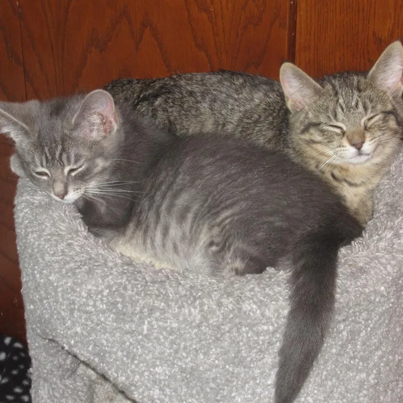 A baby small-sized female Gray / Blue / Silver Domestic Short Hair cat named Classy for adoption in Rochester, MN