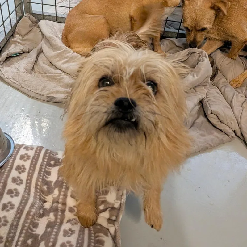 An adult small-sized male Brown / Chocolate Brussels Griffon dog named Kimichi for adoption in Chico, CA