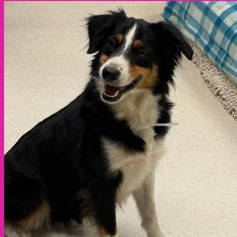 An adult medium-sized female Black Australian Shepherd dog named Cricket for adoption in Dover, NH