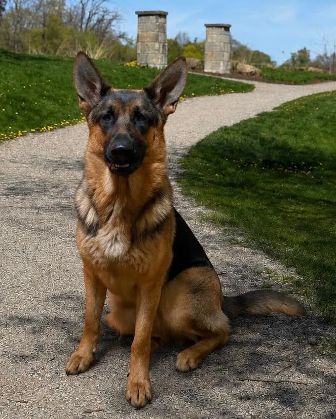 A young large-sized female German Shepherd Dog dog named Acey bonded with Zeus for adoption in West Bloomfield, MI