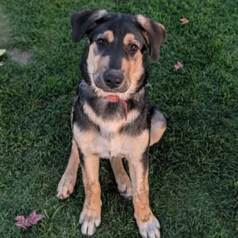 A baby large-sized female Yellow / Tan / Blond / Fawn Mixed Breed dog named Penny for adoption in Tacoma, WA