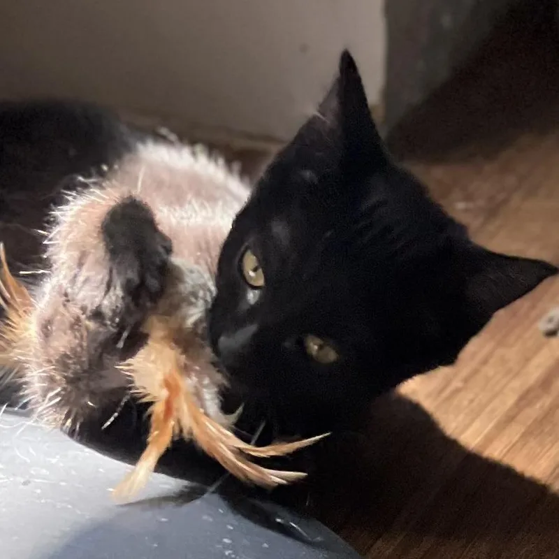 A baby small-sized female Black Domestic Short Hair cat named Sugarbeet for adoption in Laramie, WY