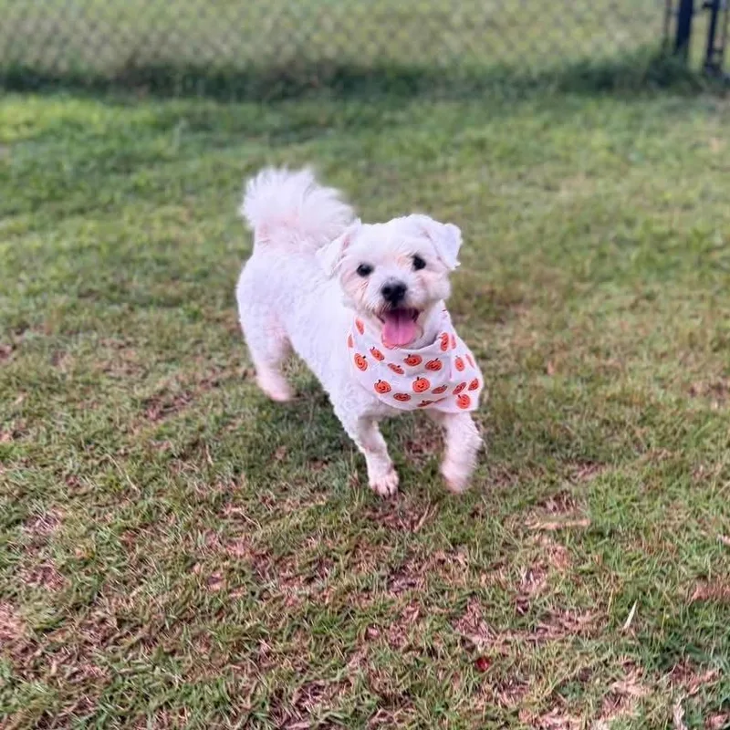 An adult small-sized male White / Cream Maltese dog named Casper for adoption in Enterprise, AL