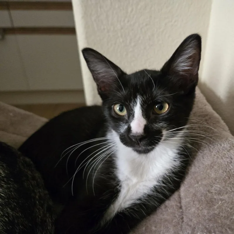 Coachella thumbnail 2