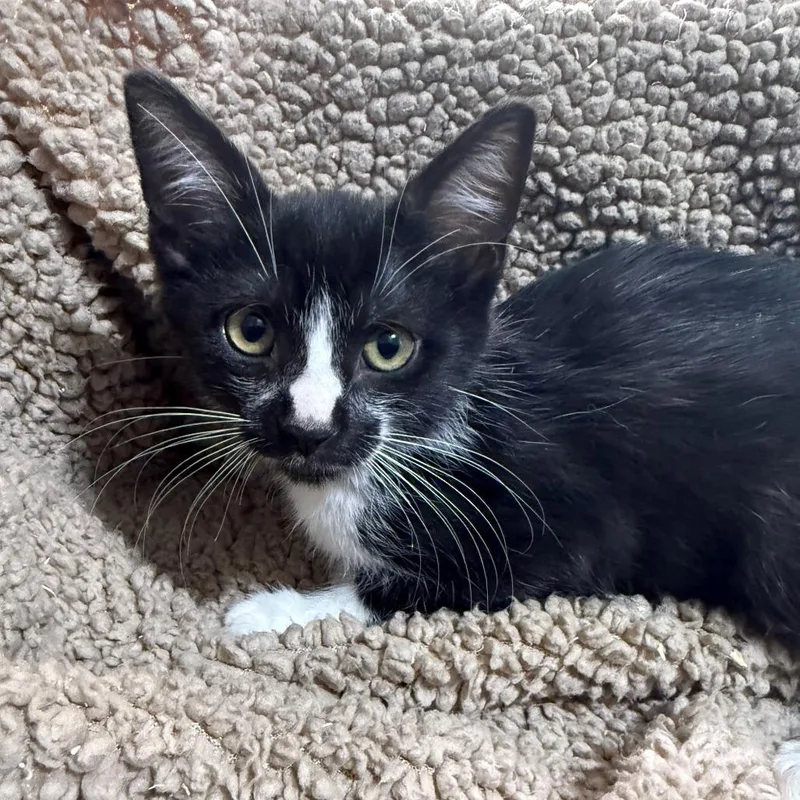 Coachella thumbnail 3