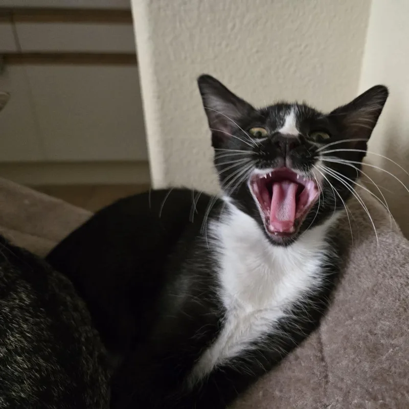 Coachella thumbnail 4