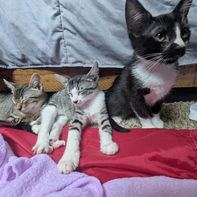 Coachella thumbnail 5