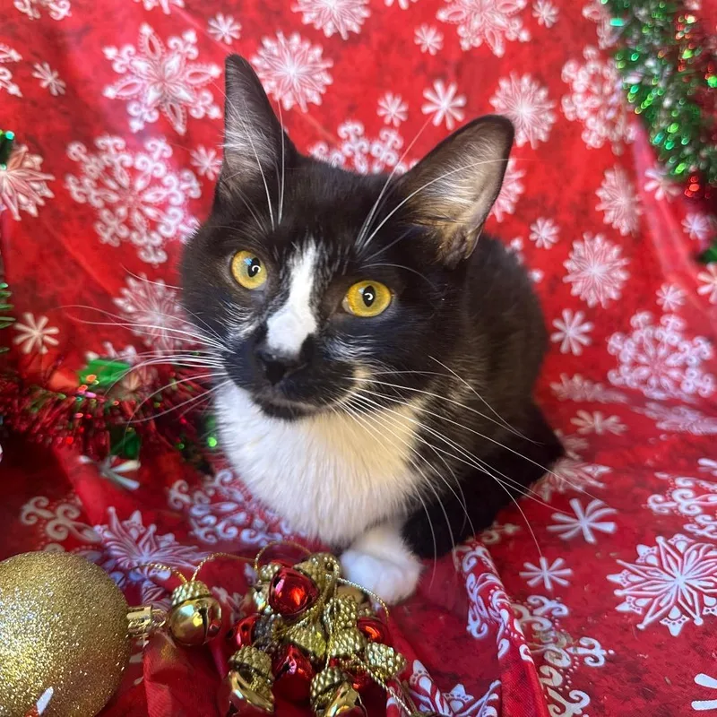 Coachella thumbnail 6