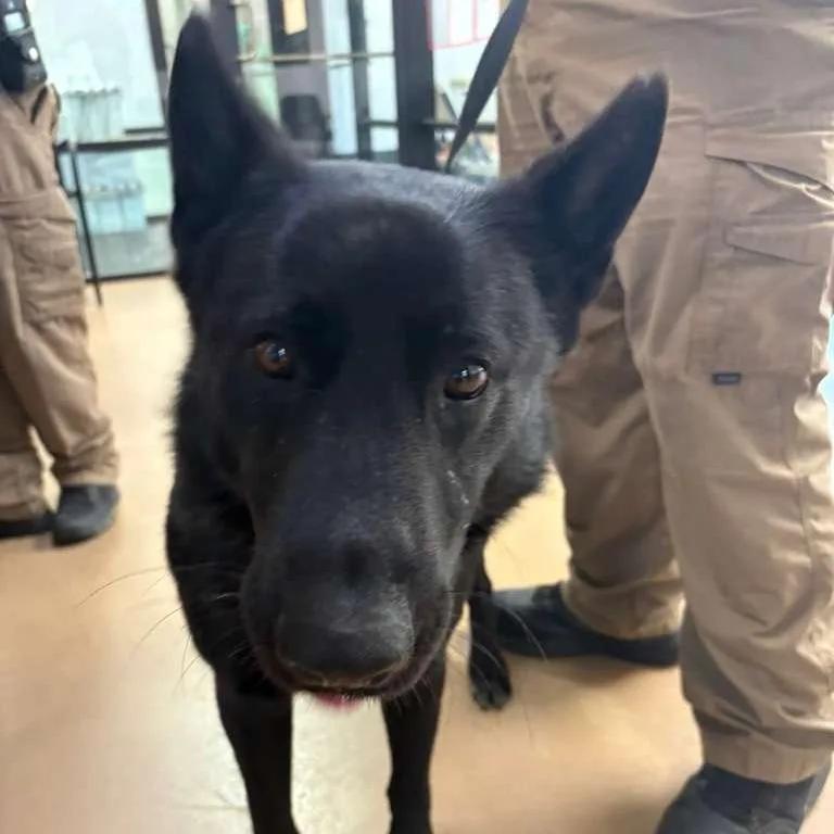 An adult large-sized male Black Shepherd dog named Smoke for adoption in Gadsden, AL