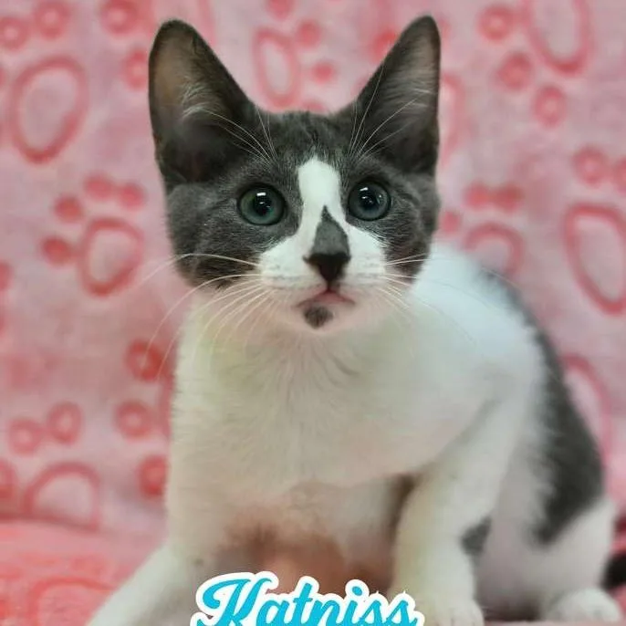 A baby medium-sized female Gray & White Domestic Short Hair cat named Katniss for adoption in miami, FL