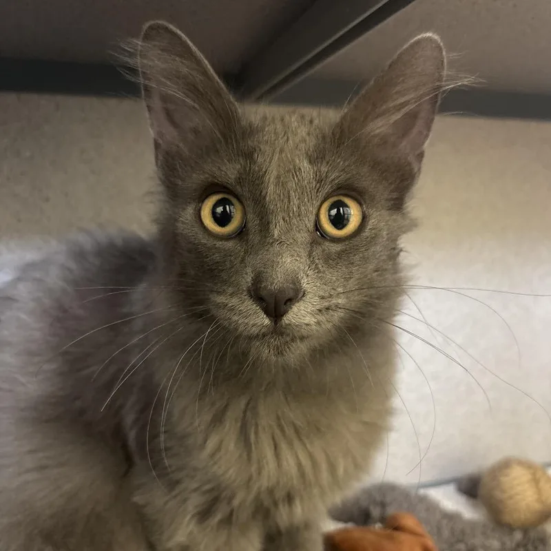 A baby medium-sized male Gray / Blue / Silver Domestic Medium Hair cat named Twister for adoption in Santa Barbara, CA