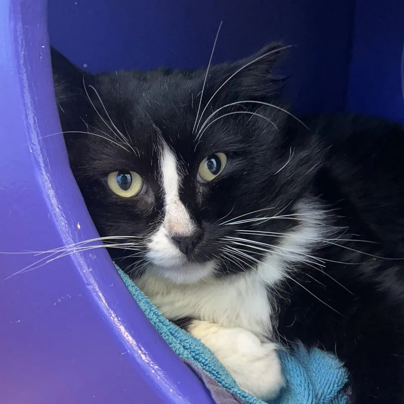 An adult large-sized male Black & White / Tuxedo Domestic Medium Hair cat named Fred for adoption in Burlingame, CA