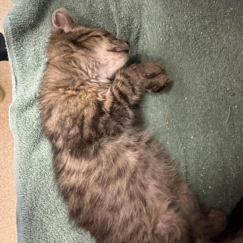 A baby small-sized male Brown / Chocolate Domestic Short Hair cat named Darrow for adoption in Bristol, IN