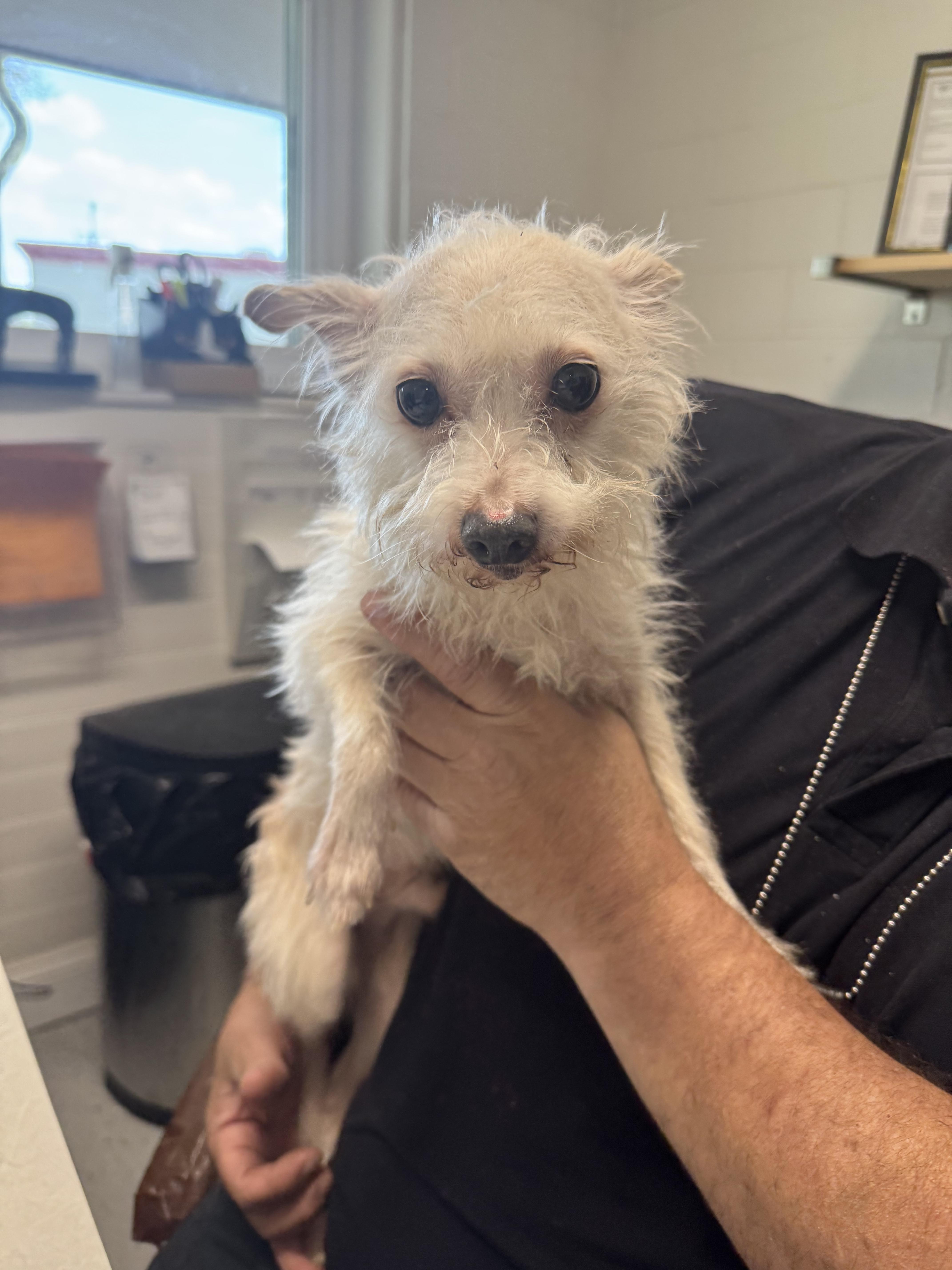 A senior small-sized male White / Cream Chihuahua dog named Linguine for adoption in Salem, OH