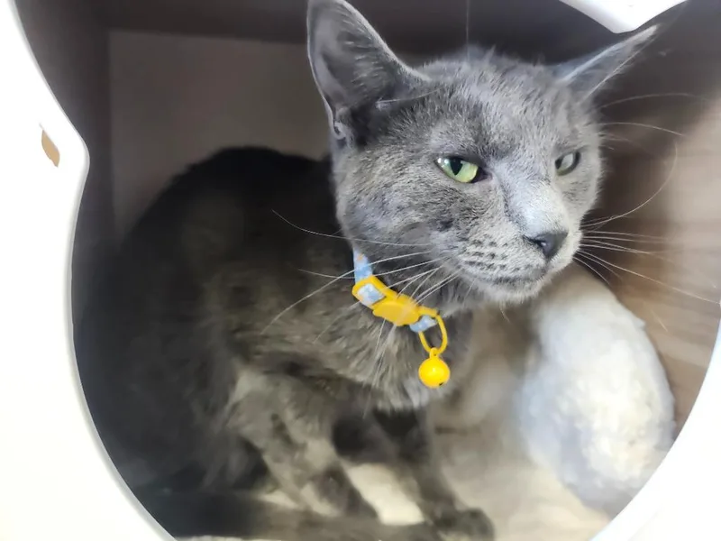A young medium-sized female Domestic Short Hair cat named Tristan Stray Hold for adoption in Athens, AL