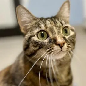 An adult large-sized female Brown / Chocolate Domestic Short Hair cat named Cloverbell for adoption in Calverton, NY