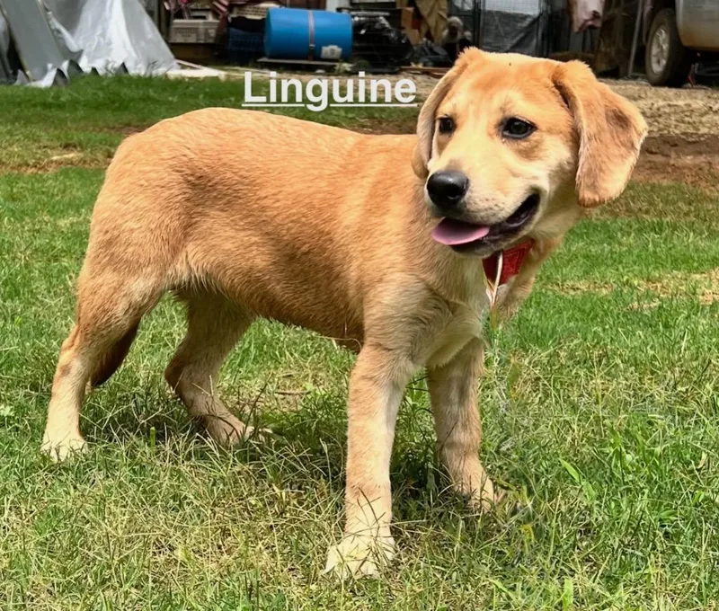 A baby large-sized female Beagle dog named Linguine for adoption in Princeton, MA