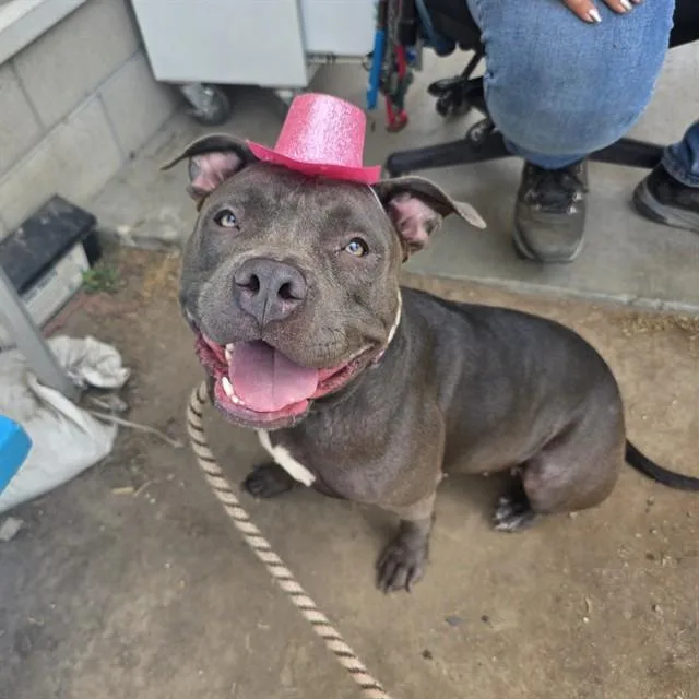 A young large-sized female Staffordshire Bull Terrier dog named Macy for adoption in Long Beach, CA