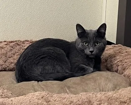 A young medium-sized male Gray / Blue / Silver Domestic Short Hair cat named Landon for adoption in Cashiers, NC