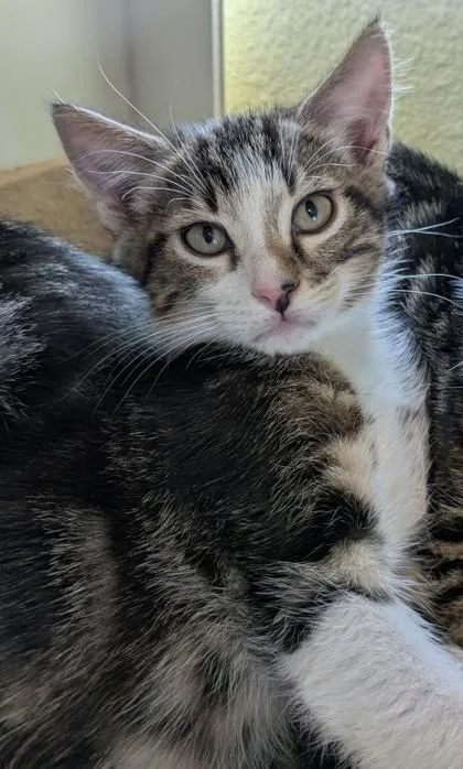 A baby small-sized male Domestic Short Hair cat named Huey for adoption in Divide, CO