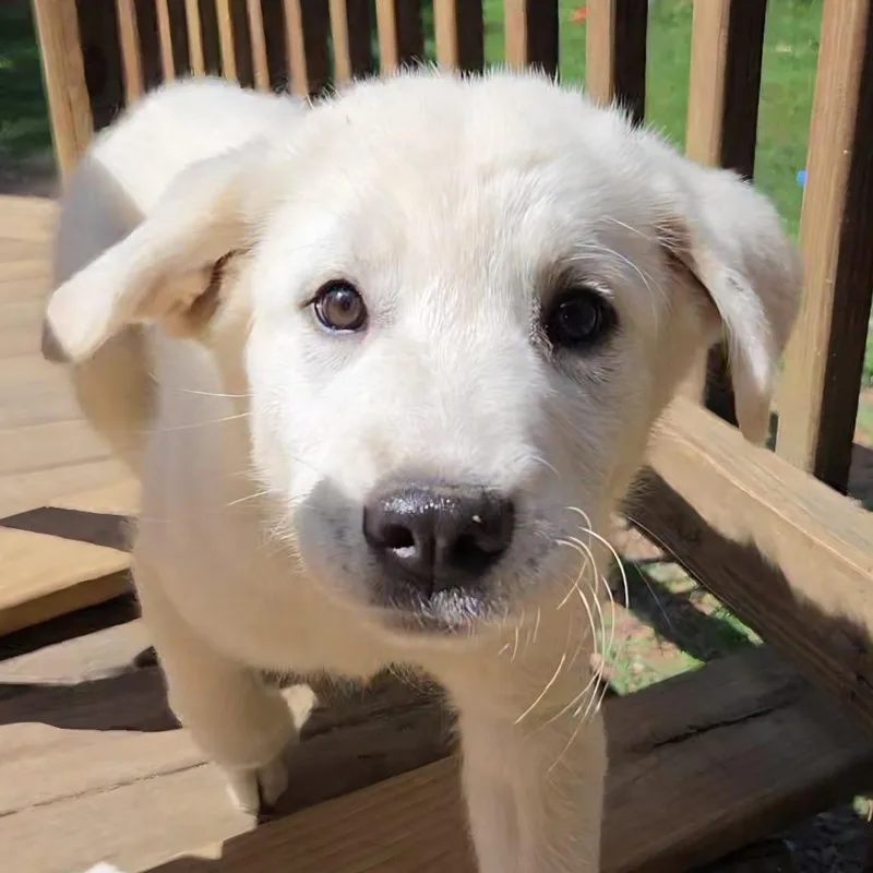 A baby small-sized female White / Cream Great Pyrenees dog named Mynnie for adoption in Fredericksburg, VA