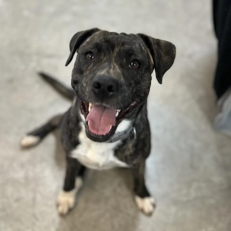 An adult medium-sized female Brindle Mixed Breed dog named Clover for adoption in Huntsville, AL